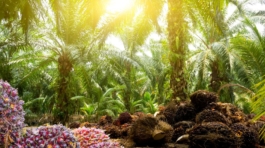 Ladang Kelapa Sawit Komodal