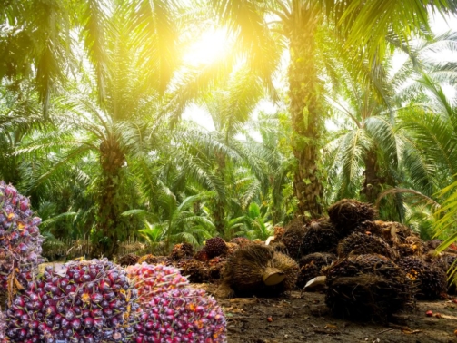 Ladang Kelapa Sawit Komodal